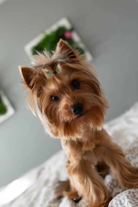 Мъжко Йорки на 4г