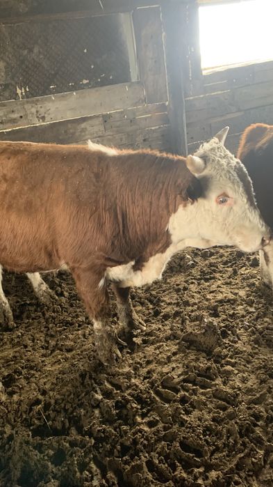 Продам Бычков с откорма 40 голов