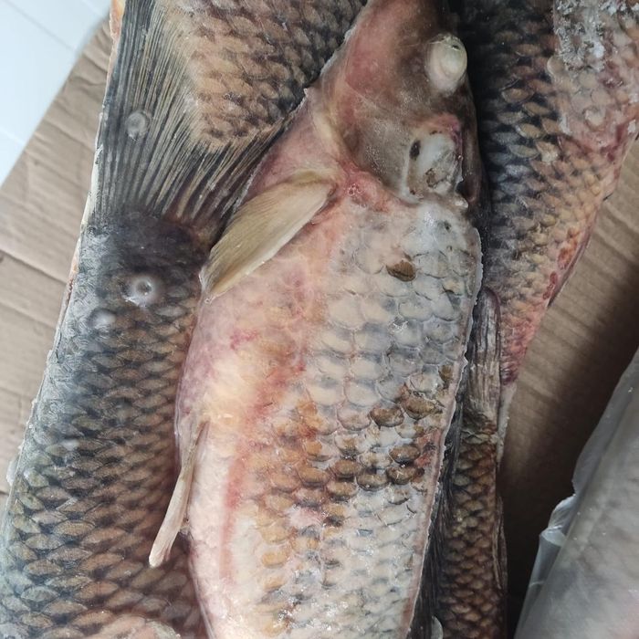 Рыба сазан крупный