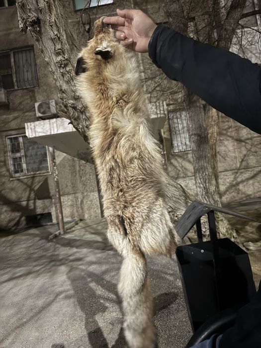 Түлкі мүсіні ( лиса) сатылады