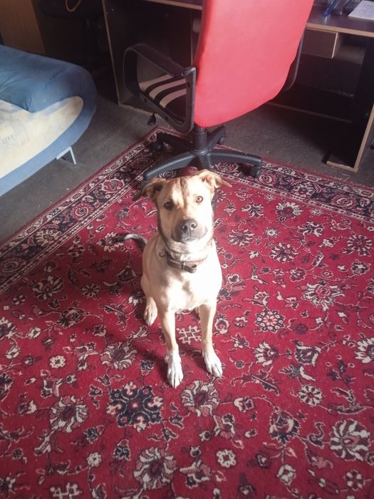 Помись питбуль-стаф