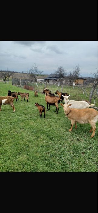 Capre  la a doua fatare