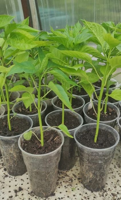 Продам рассаду перца светофор, домашние