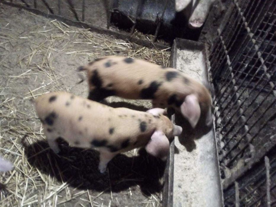 Продам месячных поросят