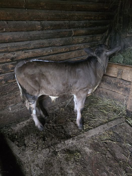 Vițel de vanzare