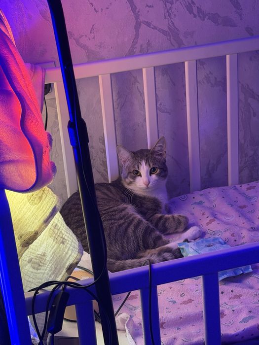 Отдадим в добрые руки