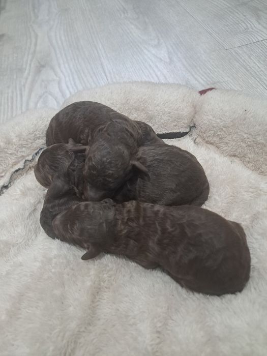 Той пудел шоколад