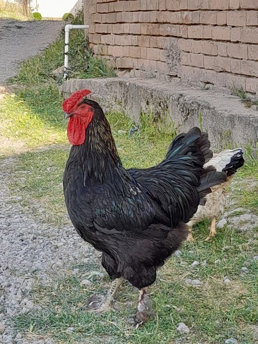 Brama  ho'roz qora mramr ho'roz 250min tovuqlar150 min