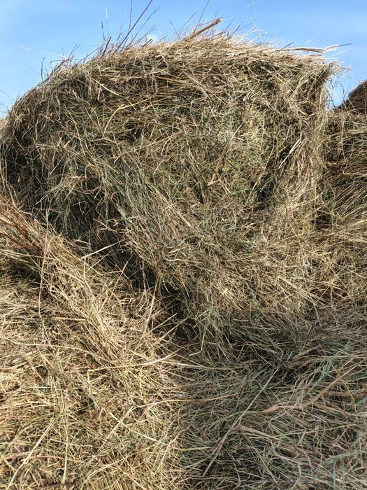 Продам сено в тюках