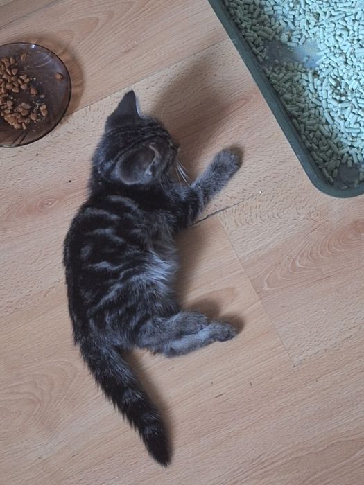 Маленькая кошечка ищет дом