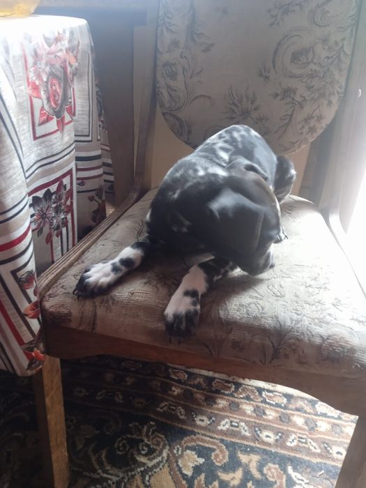 Продам долматинцев