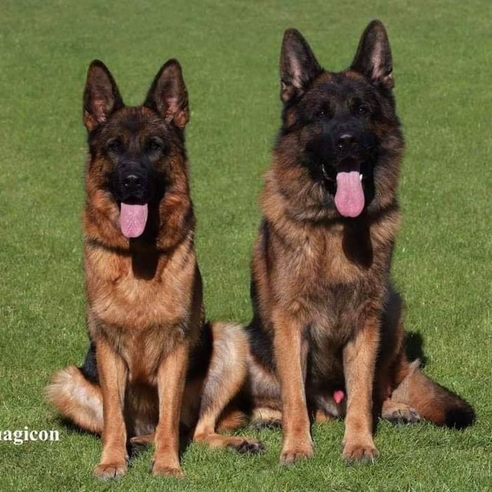 Dresaj canin orice rasă gratuit