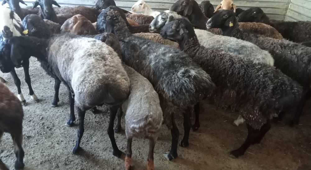 Кои токты бар багылган