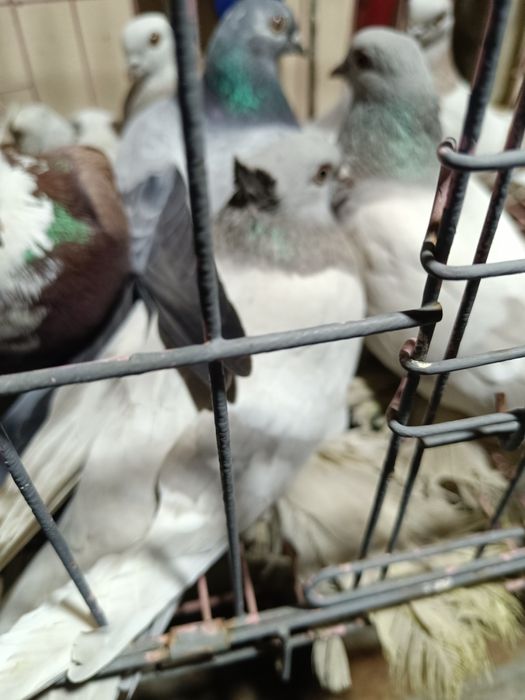 Голуби домашние разные