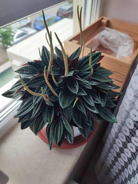 Пеперомия екзотична