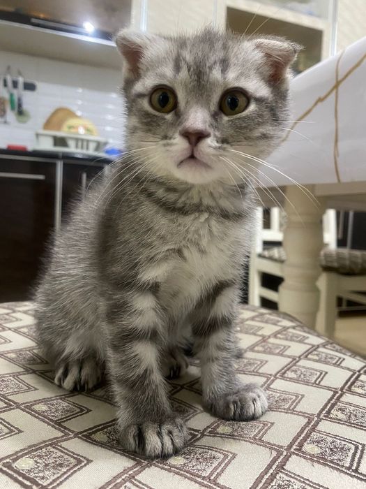 Котенок(мальчик)