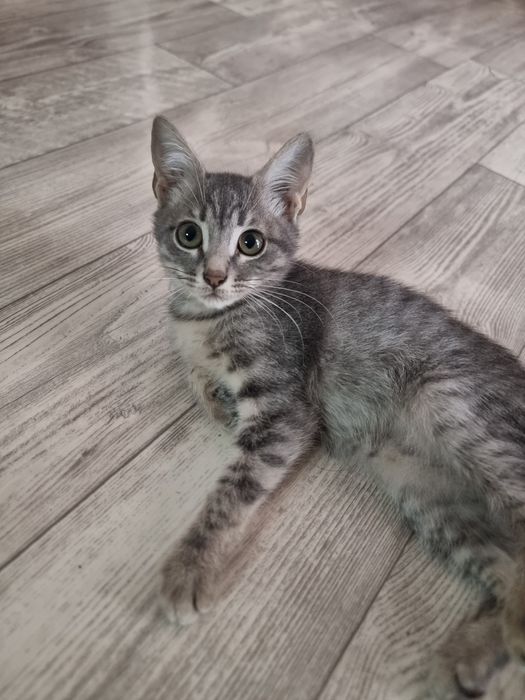 Отдам котят в добрые руки