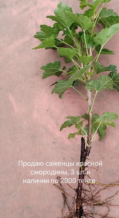 Саженцы красной смородины
