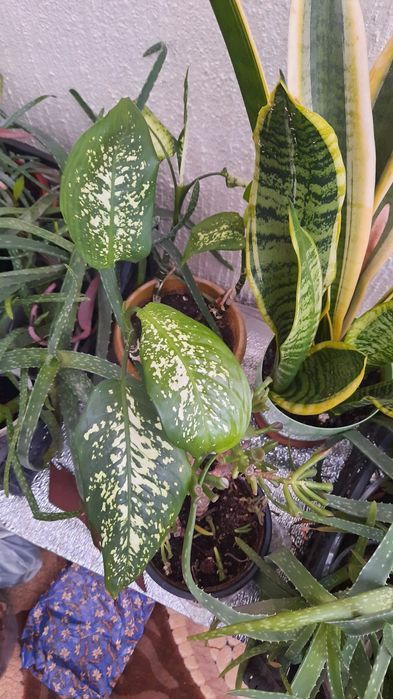 Комнатные цветы разные