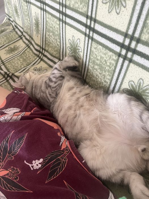 Отдам в добрые руки г. Алматы