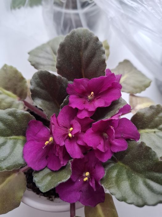 Фиалки,продаю листочки