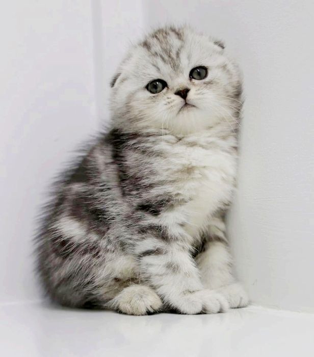 КоТикИ шоТлаНдские