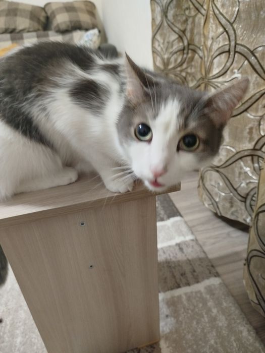 Отдам кота в хорошие руки