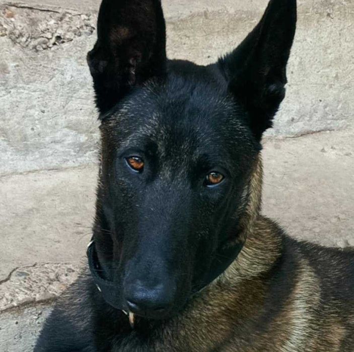 МАЛИНОА - белгийска овчарка