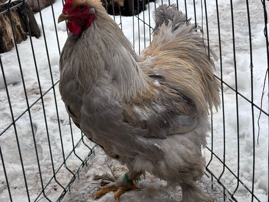 Cocoș Brahma isabel