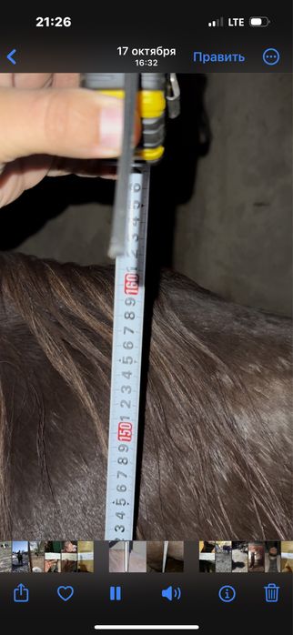 Продам жеребца!.