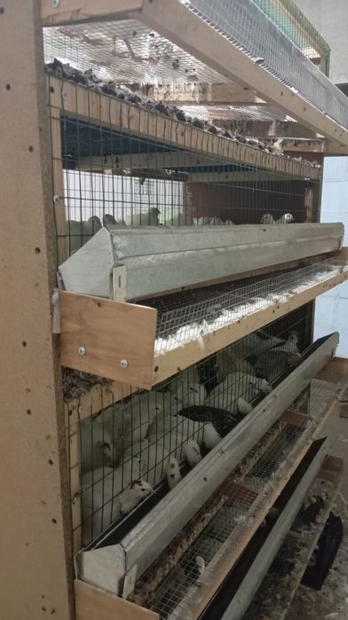 Бедана кафас сотилади