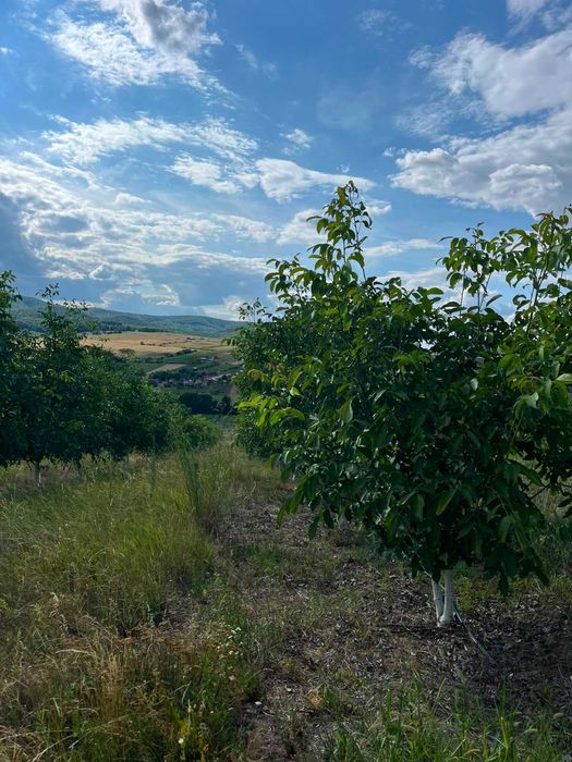 Livadă nuci matură, plantație intensivă, irigație + fântână, Sălaj