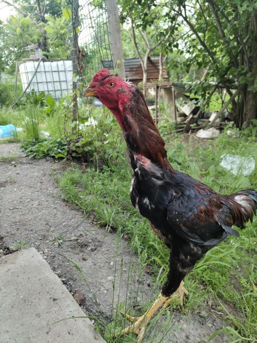 Продам петуха дакана дерзкий