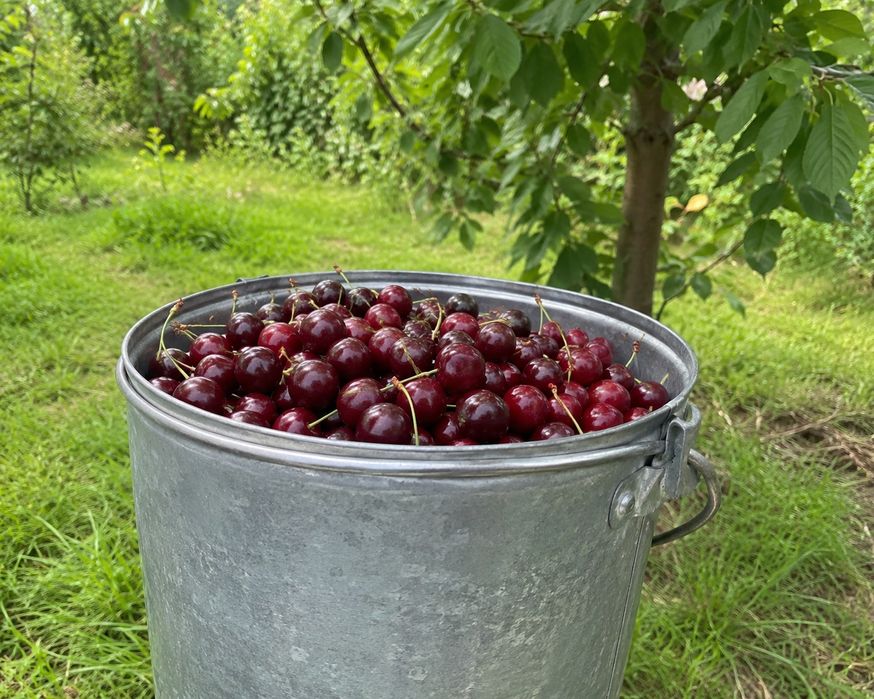 Продам вишня 8л ведре