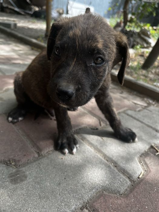 Ofer spre adoptie (american bully)
