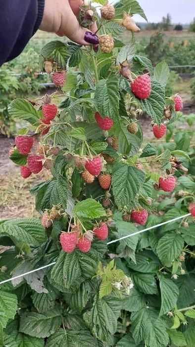 Продавйм расат ягоди и малина