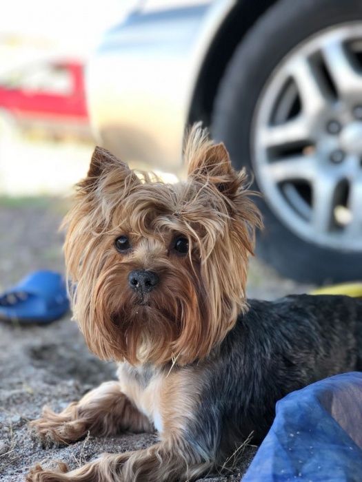 Йоркширский терьер ищет подругу