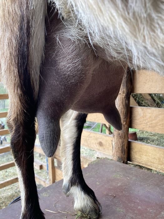 Tapisor de tinut din capra foarte buna de lapte