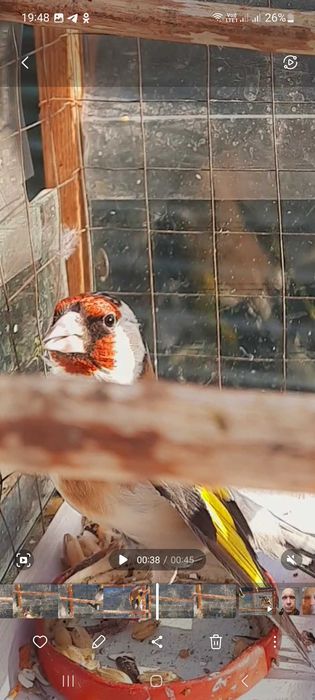 Продам птицу щегла .