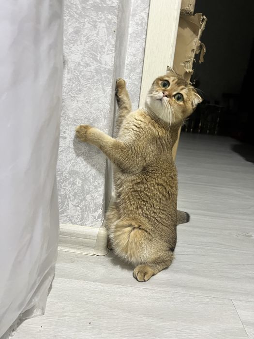 skotish fold shinshila Qiz