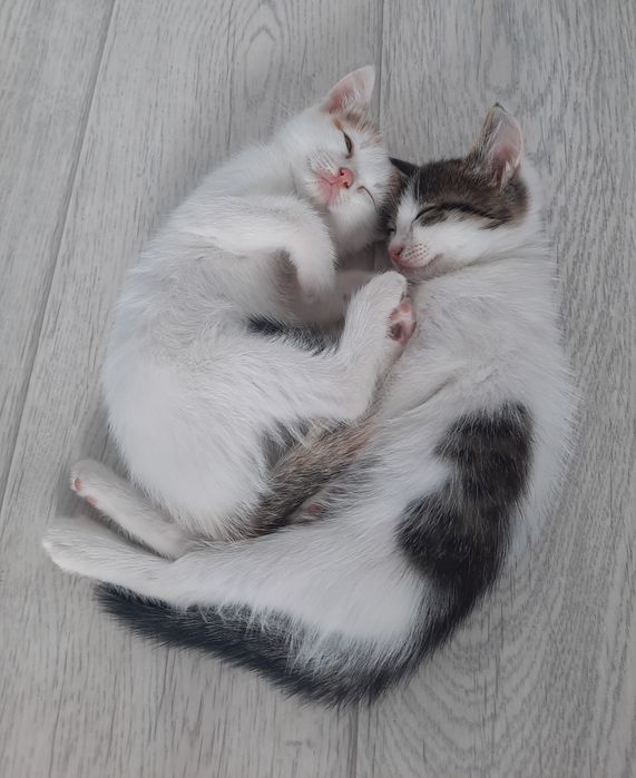 Отдам котят бесплатно
