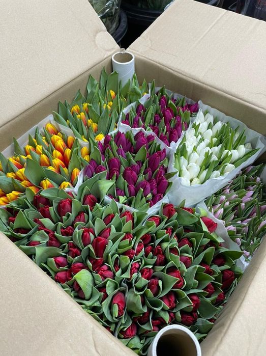 Тюльпаны оптом Костанай