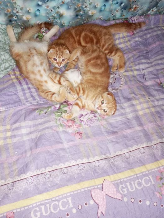 Котята веслоухие