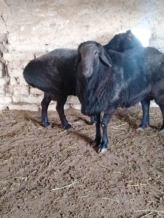 Qirg'izistondan keltirilgan zottor qo'chqorlar sotiladi!!!
