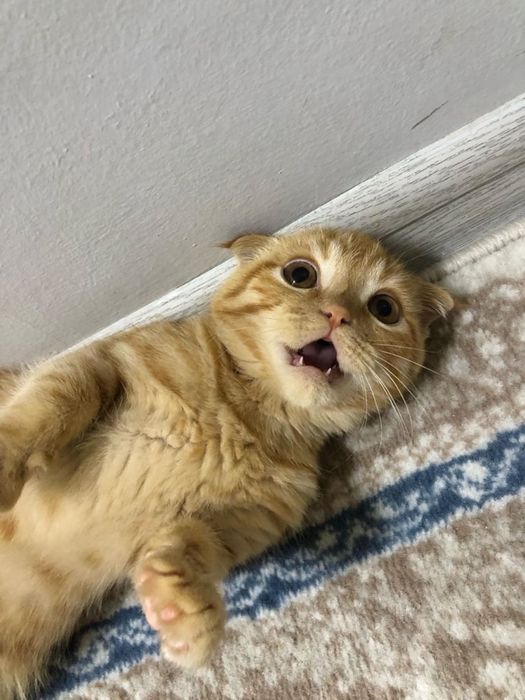 Zor mushu silaga yoqib qoladi skottish fold rassayam oynoqi og’il bola