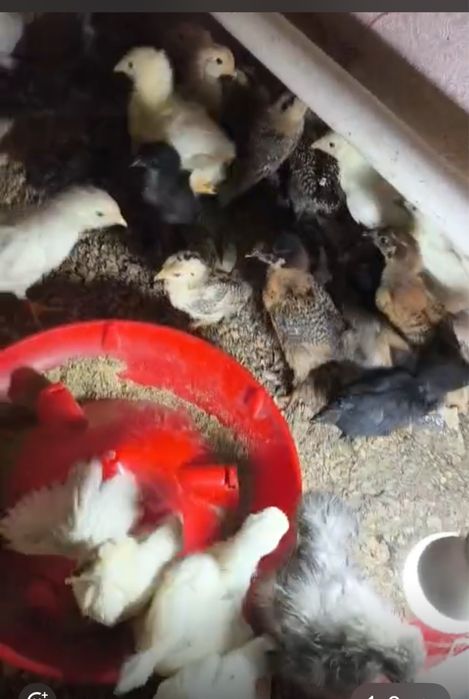 Цыплята от домашних кур