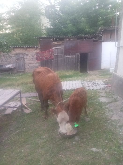 Продам корову с теленком