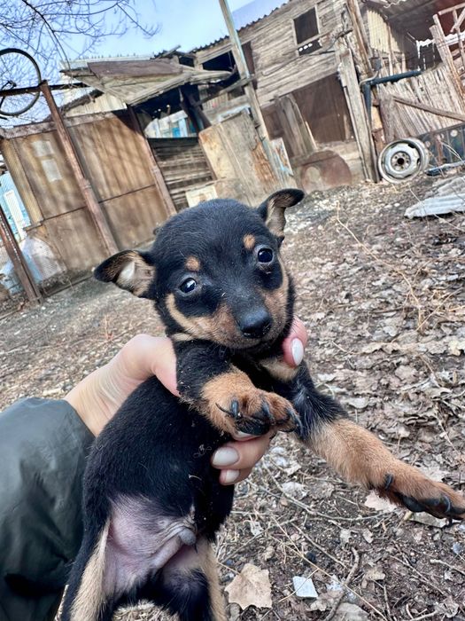 Щенки той-терьер