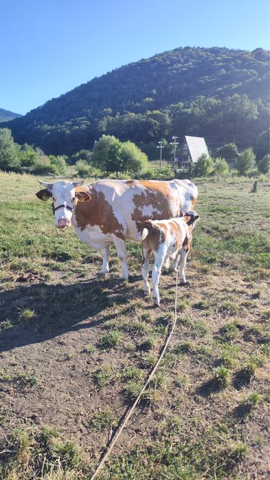 Vand vaca cu vitel de 4 saptamani