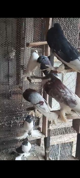 Porumbei gusati de pomerania